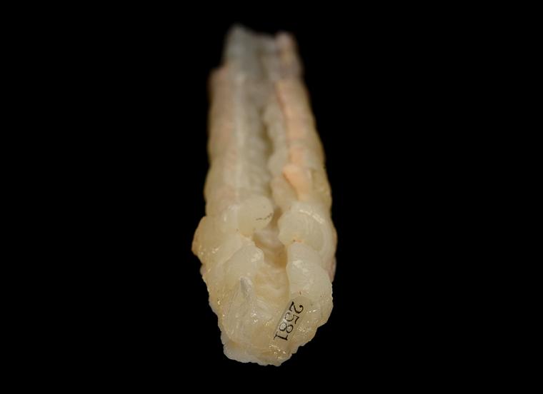 SMITHSONITE after GYPSUM